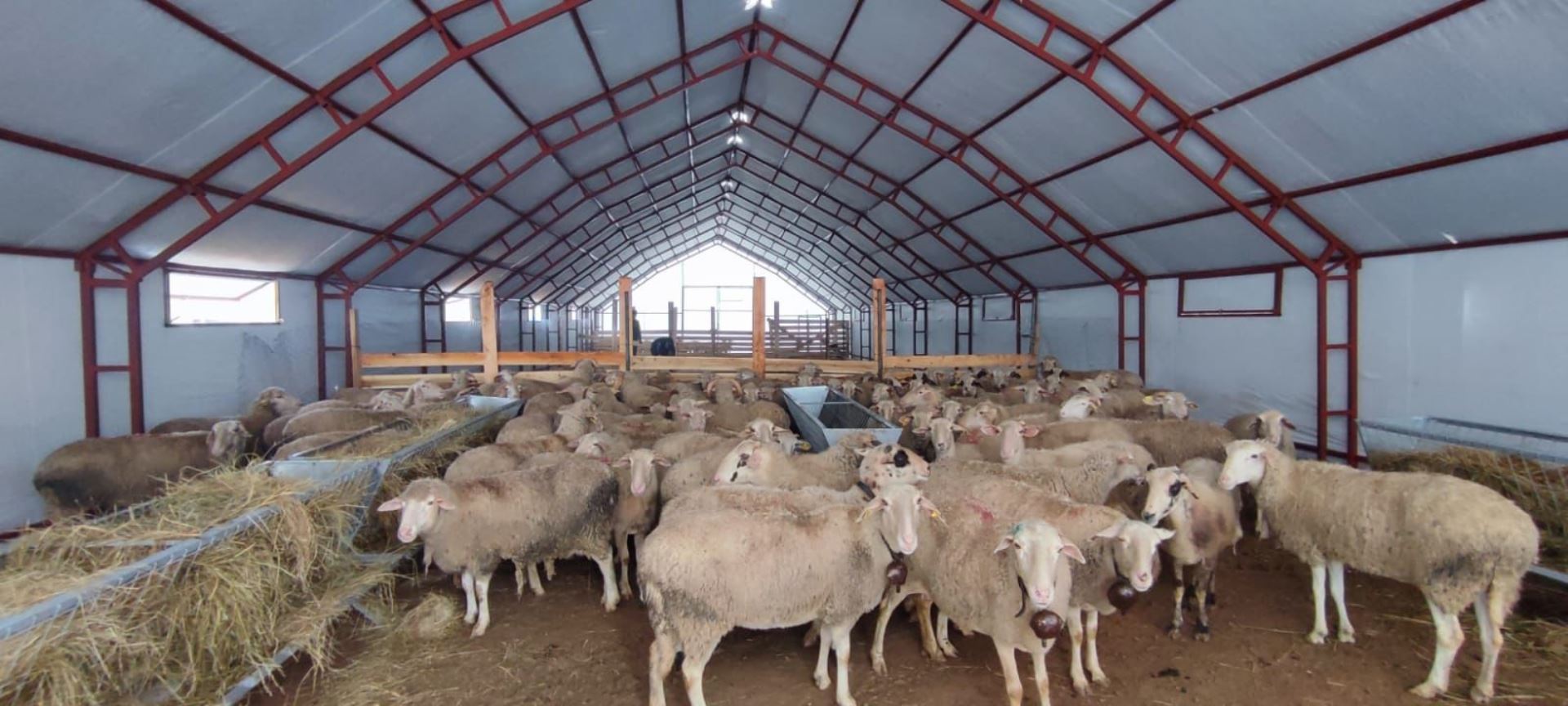 Küçükbaş Hayvan Çadırı